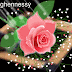 FLASH HOA (Phần 2)