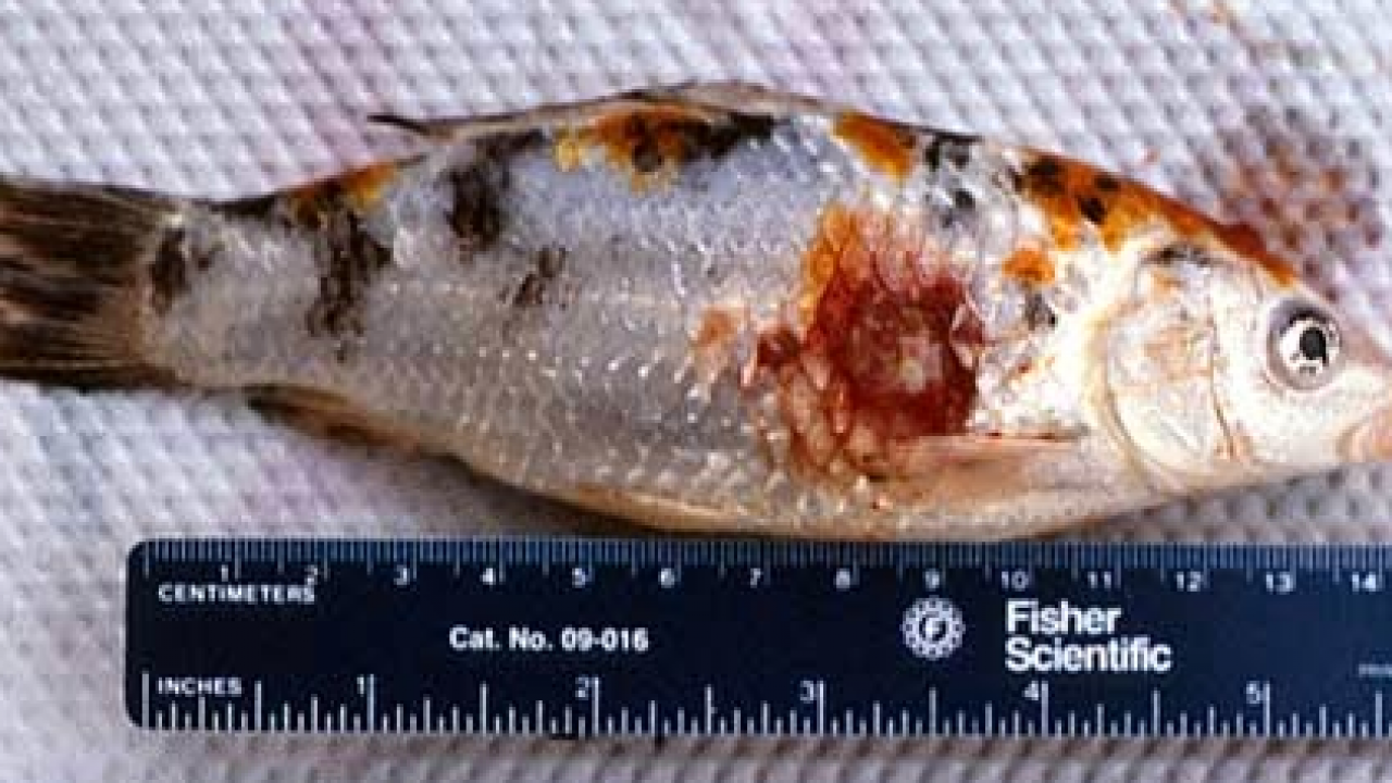 Penyakit Ikan Koi Aeromonas Hydrophila Cara Mengobatinya 