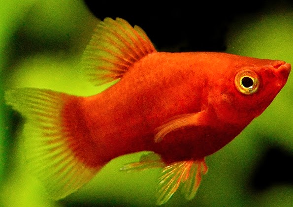 budidaya ikan platy