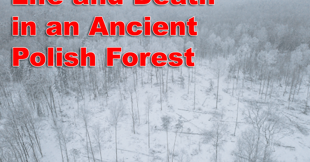 Polonia Magazyn Life And Death In An Ancient Polish Forest