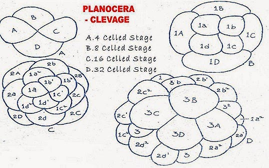 Planocera-development-cleavage (4)