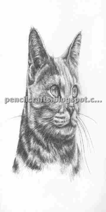 How to Make Cartoon Cat Color Pencil Drawings,Sketches