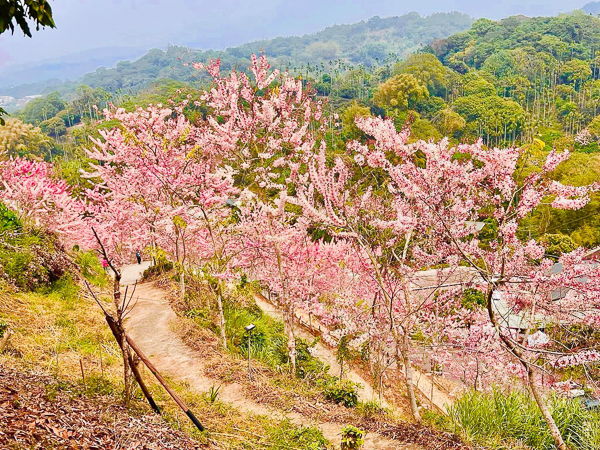 嘉義竹崎阿拉伯的粉紅村花旗木秘境，近400棵泰國櫻花免費入園