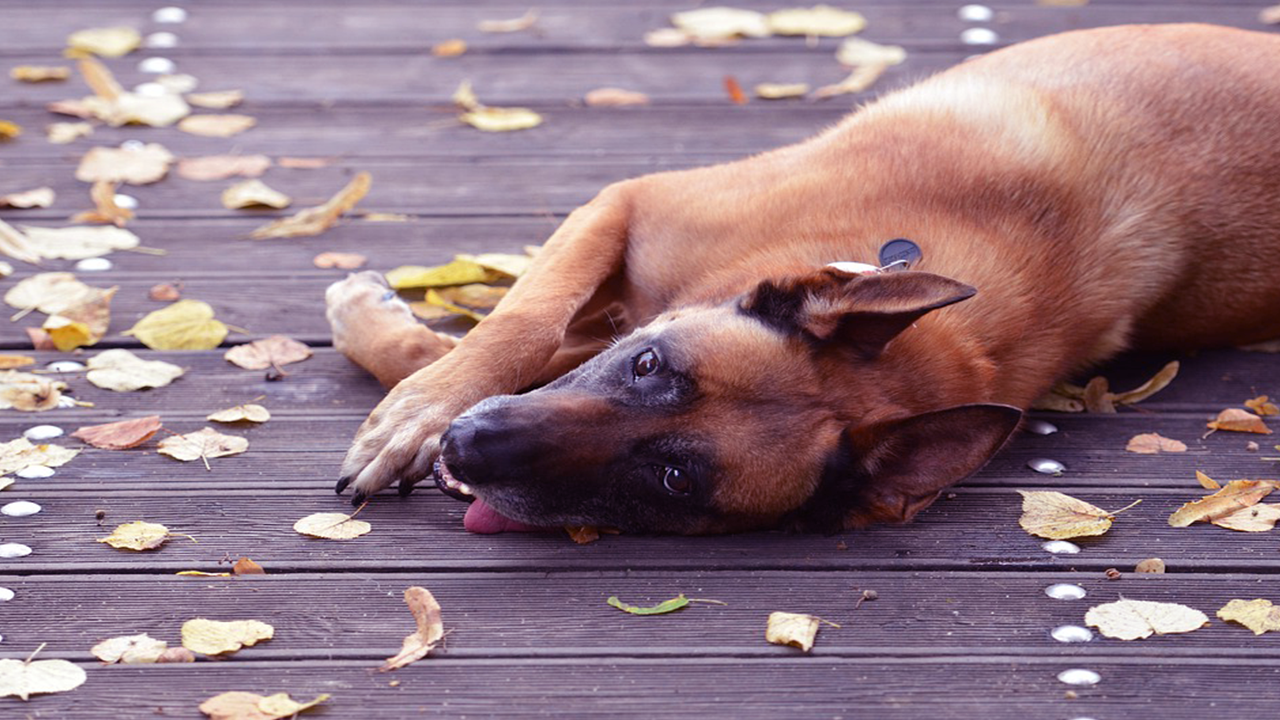 berger malinois