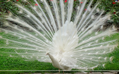 White peacock wallpaper 