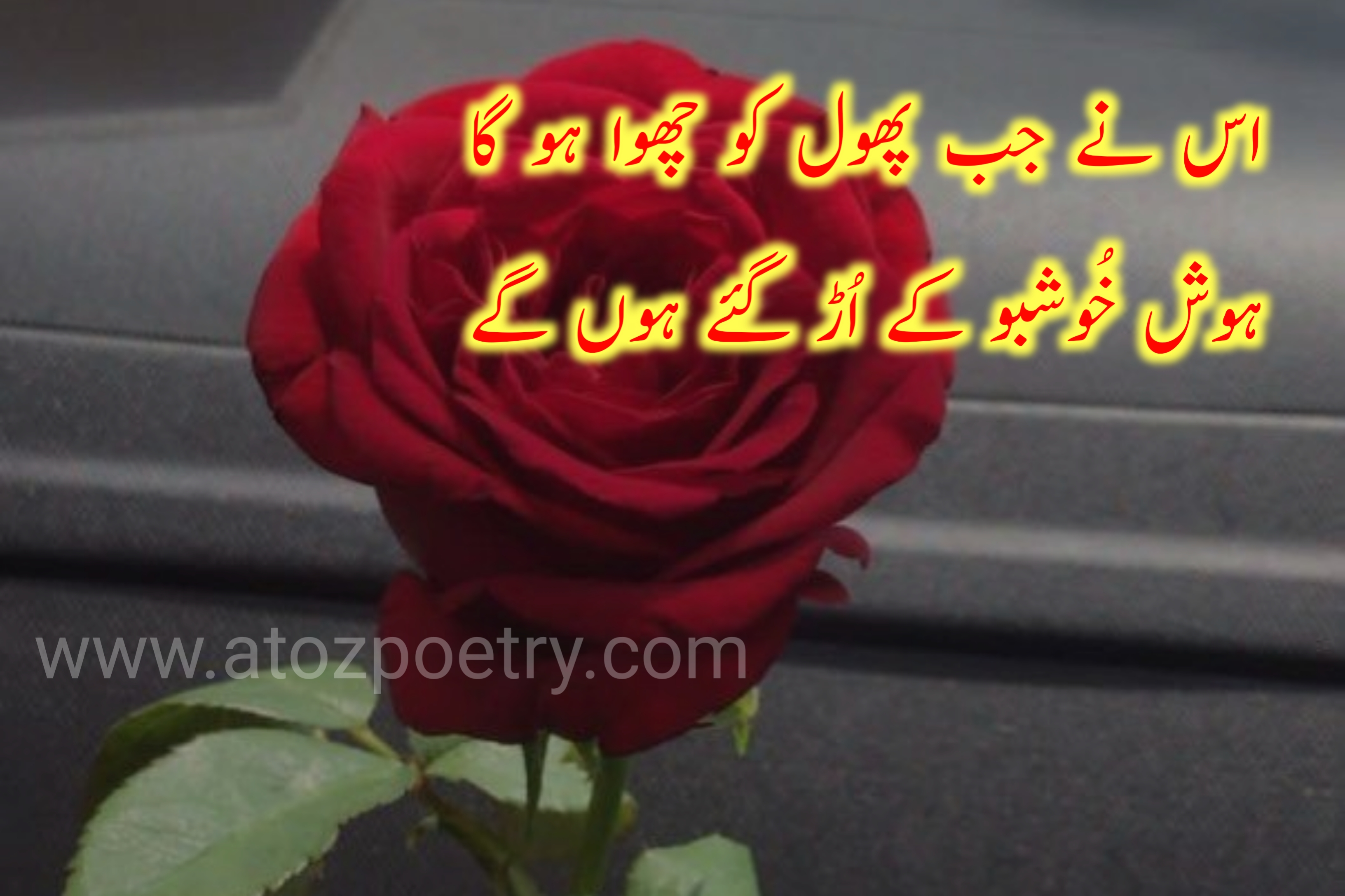 Beautiful Flower Romantic Love Shayari