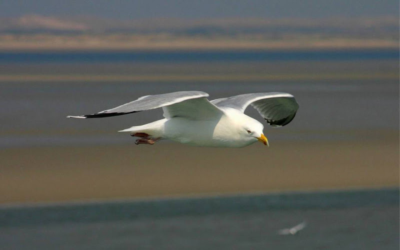 Beautiful Seagull Widescreen HD Wallpaper 7