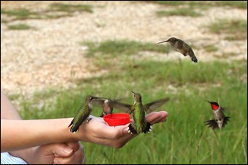 kolibri
