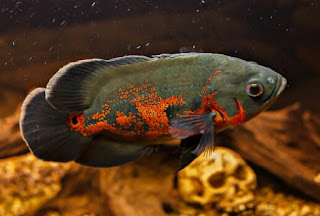 11 Jenis Ikan  Oscar  Paling Bagus dan Harganya