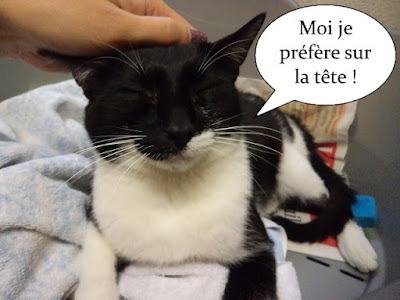 Grattouilles sur la tête d'un chat noir et blanc.