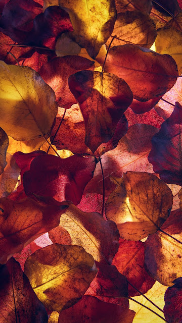 Autumn Leaves hd Wallpaper