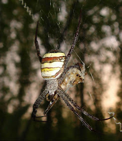 St. Andrew's Cross Spider Picture