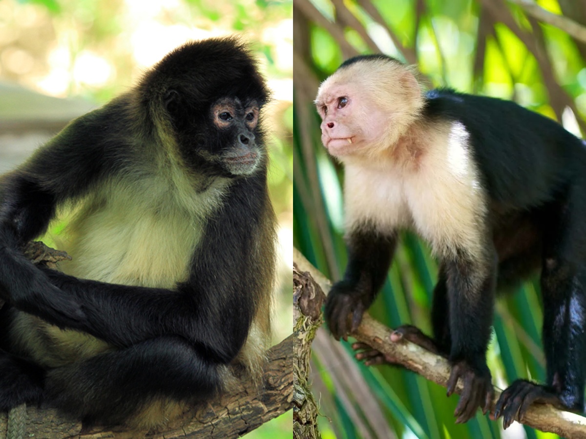 A Spider Monkey and a Capuchin Monkey