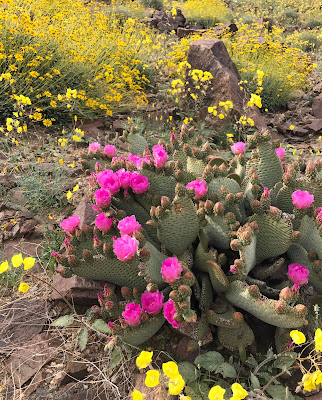 California's Wildflower Super Bloom