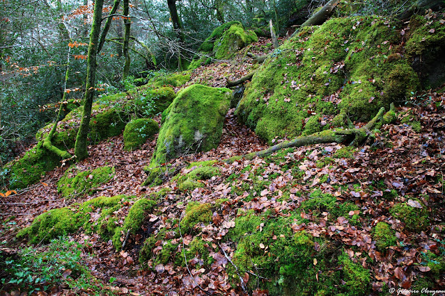 RBI de La Solle Forêt de Fontainebleau