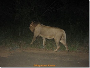 Leopards sightings 131