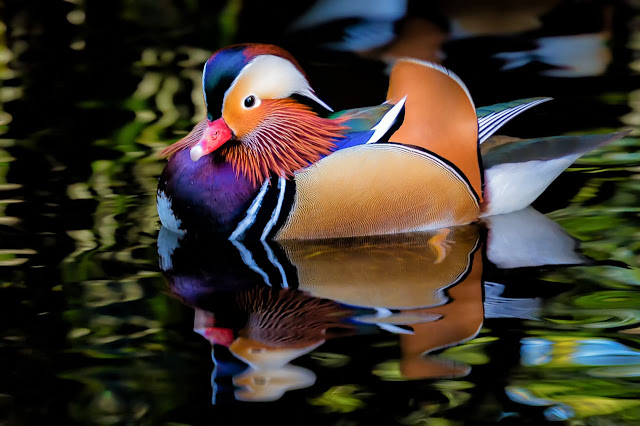 Spectacular Multi-Colored Plumage of the Mandarin Duck: A Stunning Sight in the Bird-World
