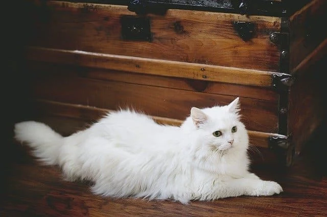 White Cat Names -50+ awesome names for white cat
