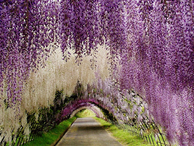 Terowongan Wisteria Di Jepang