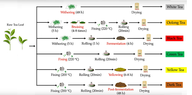 Flowchart on how different tea are processed
