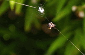 Motion GIF, spider moving along web