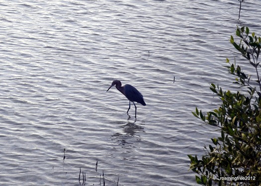 Hunting for dinner