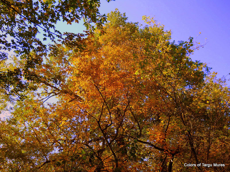 Yellow tree