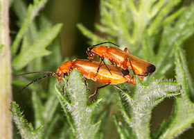 Common Red Soldier Beetle, Rhagonycha fulva.  Hutchinson's Bank, 29 July 2015.