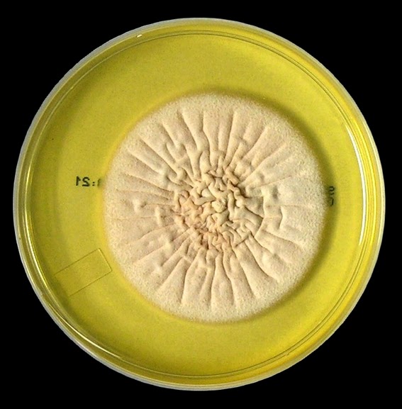 Mold Fungi Acremonium (formerly Cephalosporium), Scientific Illustration.  Etiologic Agents Of White Grain Mycetoma, Nail Infections, Keratitis Stock  Photo, Picture and Royalty Free Image. Image 183724158.
