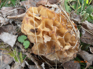 The same morel, Morchella esculenta, few days later