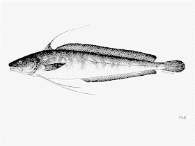 Brótola Urophycis brasiliensis