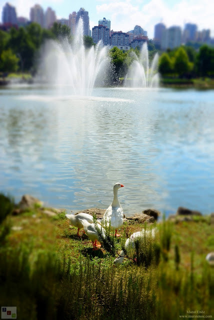 Bahçeşehir Park Gölet - Bahçeşehir Göleti - Bahçeşehir Gölet Alanı - Bahçeşehir Gölet Parkı