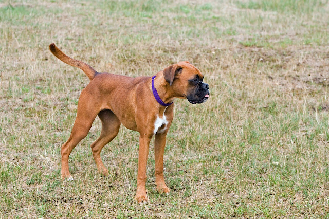 Royal Canin Boxer Puppy