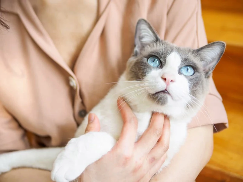 9 Friendliest Cat Breeds for Peaceful Households