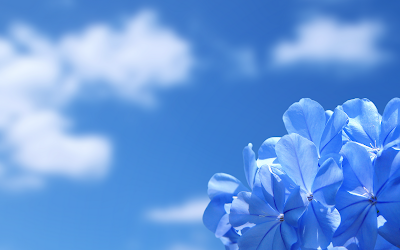 Romantic Blue Flowers HD Wallpapers