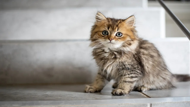 Kitten