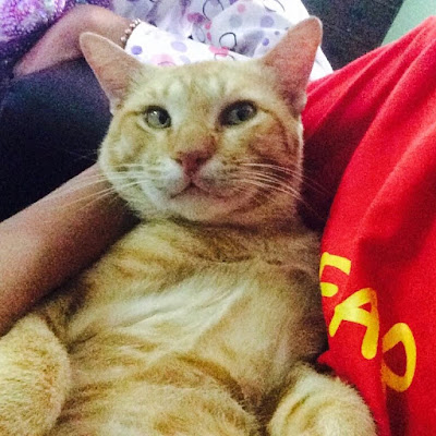 4fn1mf-family: Kisah Kucing Bernama Oyen