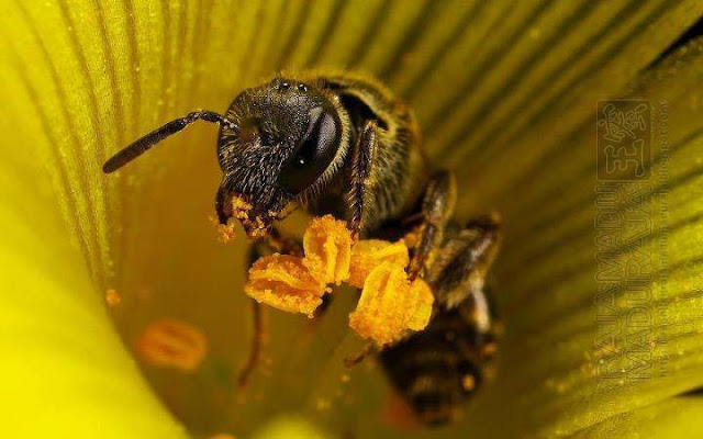 lebah Raja Madu Madu Raja mengambil pollen