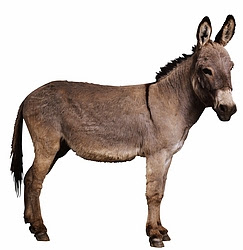 Ass
