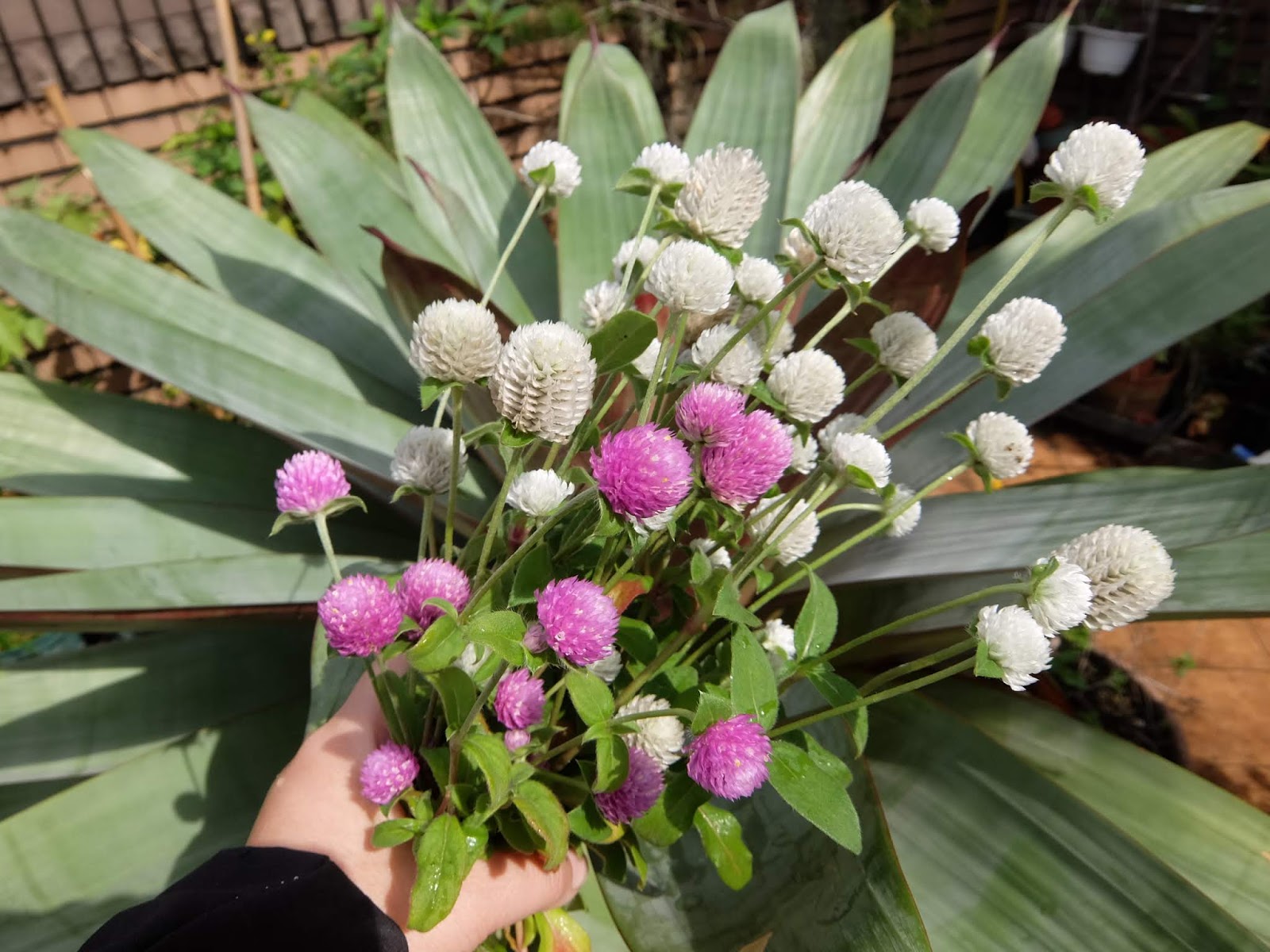 愛花精選 千日紅 乒乓 鮮賞清新乾燥雅致 園藝部落格 Igarden 花寶愛花園園藝文摘plus