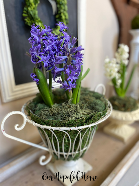 purple hyacinths wire garden urn