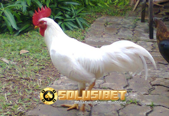 sabung ayam online