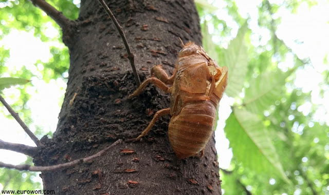 Crisálida de cigarra coreana