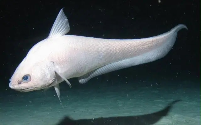 10 weird creatures found in the Mariana Trench