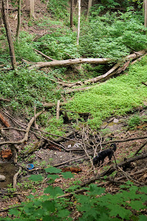 End of trail in Addington ravine