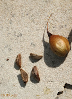 Ipomoea leptophylla pod and seeds