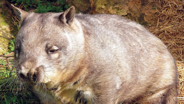 Wombats