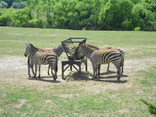 Zebra at the Cape May County Zoo in New Jersey