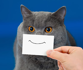 Gray cat with a happy face. Photo via Adobe Stock.