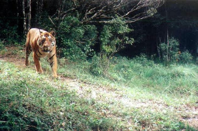 Tiger in Periyar Forest 